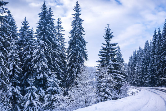 Fototapeta Christmas winter landscape, spruce and pine trees covered in snow on a mountain road
