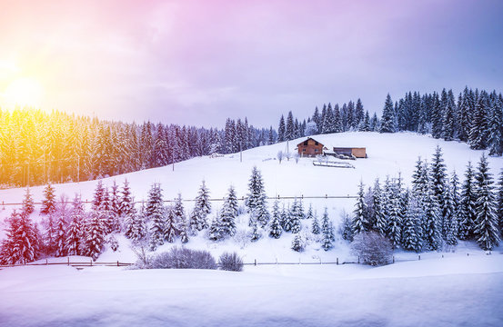 Fototapeta Christmas winter landscape, spruce and pine trees covered in snow on a mountain road
