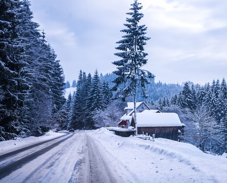 Fototapeta Christmas winter landscape, spruce and pine trees covered in snow on a mountain road