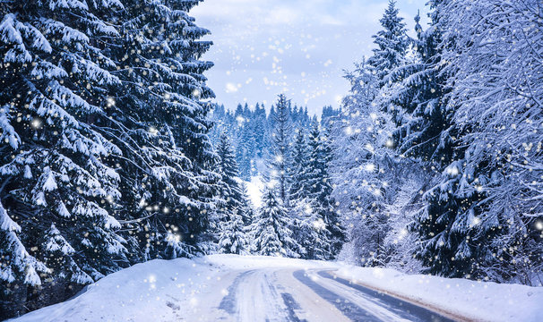 Fototapeta Christmas winter landscape, spruce and pine trees covered in snow on a mountain road
