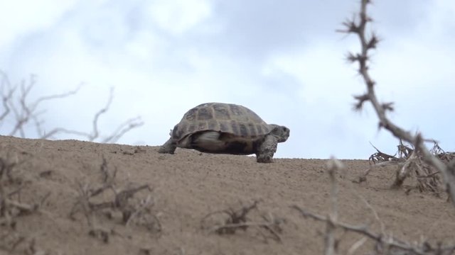 Central Asian tortoise 50p