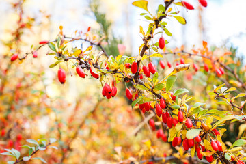 Berberis or Barberry shrub with ripe red berries on twigs.