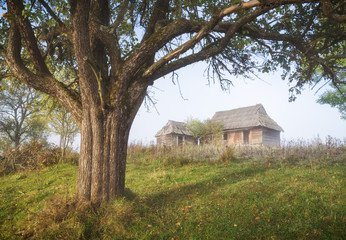 Plakat Old wooden houses under the big tree on a hill