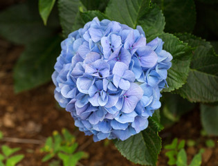 Close up of blue hortensia flower in garden