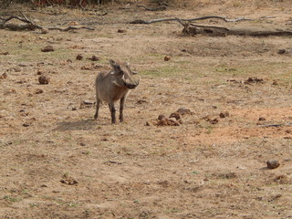 South African wildlife