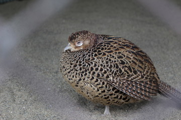 網の向こうのキジ