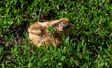 Beautiful small chick in the green grass