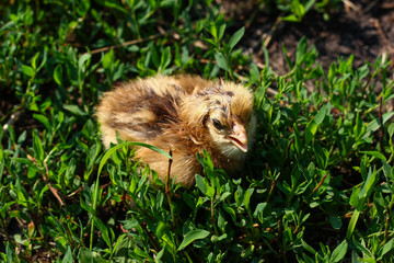 Beautiful small chick in the green grass