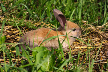 Red-haired rabbit on the farm. Red-haired hare on the grass in nature