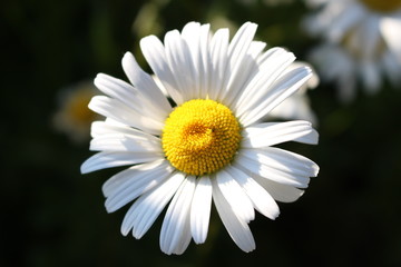 Obraz premium アップで撮影した一輪のはまぎく