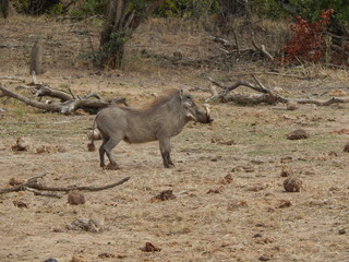South African wildlife