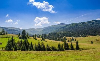Beautiful trees in the mountains. Green grass and hot sun. Summer season