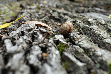 tree bark textured background with walnut and fallen autumn leaves