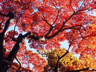 Autumn leaves in Japan