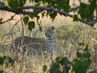 South African wildlife