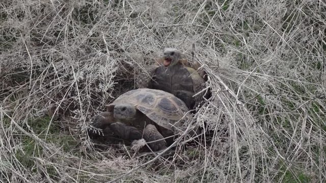 Central Asian tortoise. Reproduction 50p