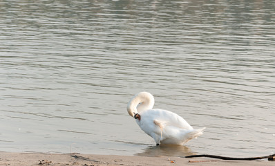 Beautiful injured muted white swan cleaning his feathers in the water