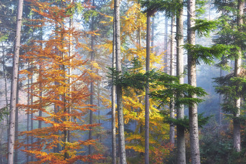 Beautiful morning in the misty autumn forest with majestic colored trees
