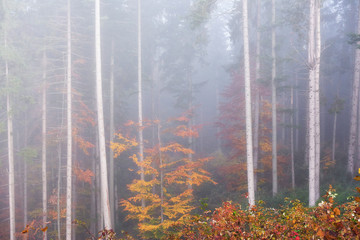Beautiful morning in the misty autumn forest with majestic colored trees