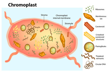 Chromoplast structure