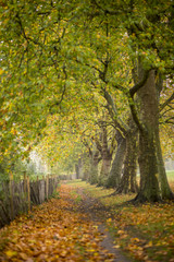 Fototapeta na wymiar Footpath through beautiful still autumn colours 
