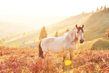 Fototapeta premium White Arabian horse graze on on the mountain slope at sundown in orange sunny beams. Carpathians, Ukraine, Europe