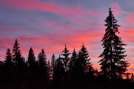 Majestic sky, pink cloud against the silhouettes of pine trees in the twilight time. Carpathians, Ukraine, Europe. Discover the world of beauty