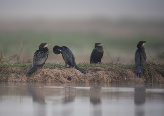 Flock of cormorants