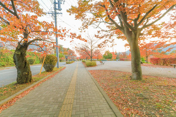 Naklejka na ściany i meble Beautiful autumn leaves in the city park of Nagano Prefecture,Japan.