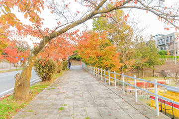 Fototapeta na wymiar Beautiful autumn leaves in the city park of Nagano Prefecture,Japan.