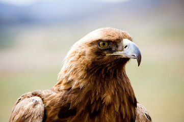 Golden Eagles profile