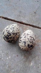 An Doted Eggs