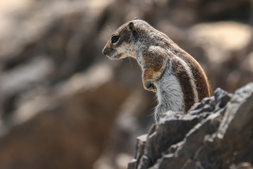 Close-up chipmunk on a stone in its habitat on a blurred natural background, Fuerteventura, Canary Islands