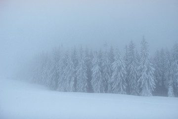 Fantastic winter landscape. On the eve of the holiday. The dramatic scene. Carpathian, Ukraine, Europe. Happy New Year