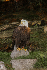 Obraz premium bald eagle - haliaeetus leucocephalus, falconry, Vorarlberg, Austria