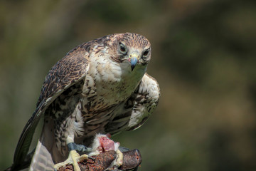 falcon-Falco, falconry, Vorarlberg, Austria