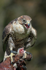 falcon-Falco, falconry, Vorarlberg, Austria