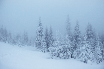 Frozen winter forest in the fog. Pine tree in nature covered with fresh snow Carpathian, Ukraine
