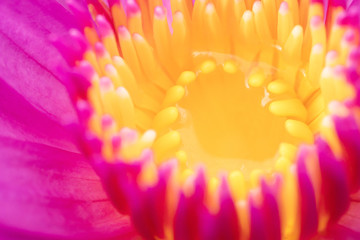 Pink lotus with insect died inside the pollen