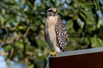 Buse à épaulettes,.Buteo lineatus, Red shouldered Hawk