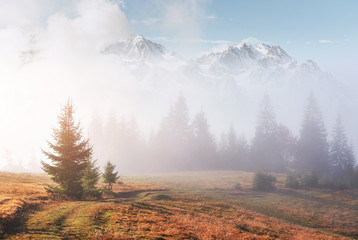 Morning fog creeps with scraps over autumn mountain forest covered in gold leaves. Snowy peaks of majestic mountains in the background