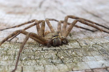 Brown spider in the family Sparassidae on old wooden surface . Toxicity causes slight swelling. Get rid of the cockroaches. Close up and blur. (Heteropoda venatoria).