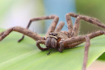 Brown spider in the family Sparassidae on green leave surface. It is eating ants. Toxicity causes...