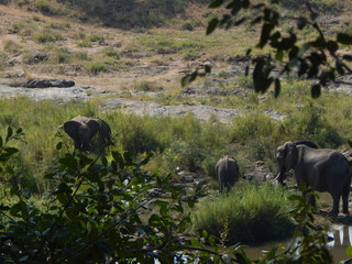 South African wildlife