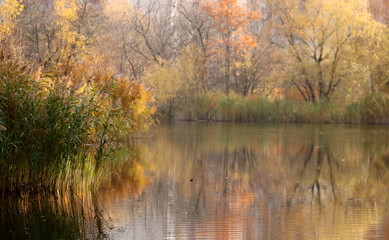 Fototapeta na wymiar autumn lake leaves leaves water forest yellow green nature