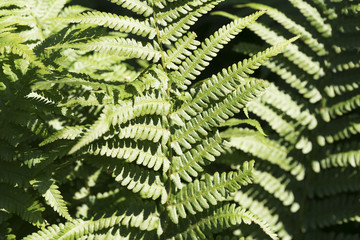 close up of a fern in spring