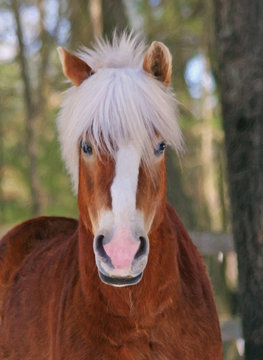 Halfinger Horse Hair Do 