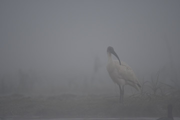 Black-headed ibis in Misty morning