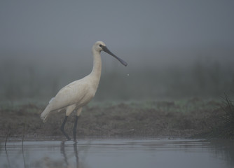 Eurasian spoonbill