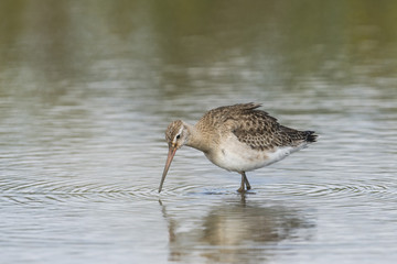 オグロシギ(Black-tailed Godwit)